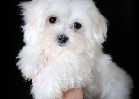 bichon maltez albi 600 ron