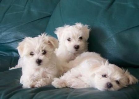 bichon maltez albi 600 ron