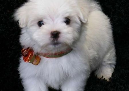 bichon maltez albi 600 ron