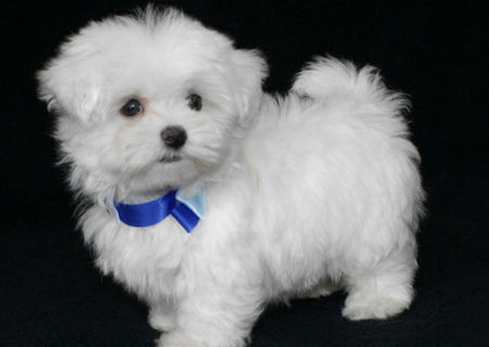 bichon maltez albi 600 ron