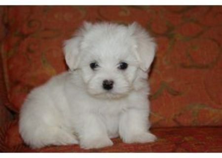 bichon maltez albi 600 ron