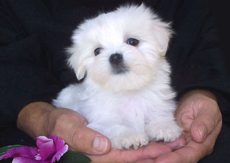 bichon maltez albi 600 ron