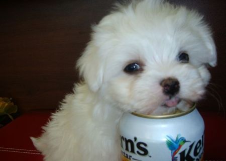 bichon maltez albi 600 ron