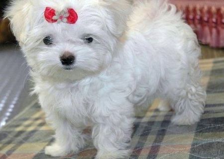 bichon maltez albi 600 ron