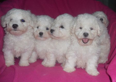 bichon maltez albi 600 ron