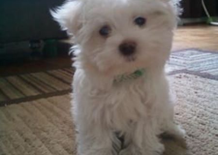 bichon maltez albi 600 ron