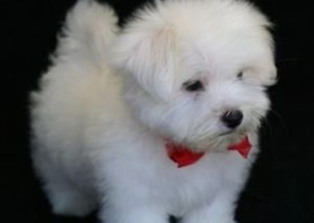 bichon maltez albi 600 ron