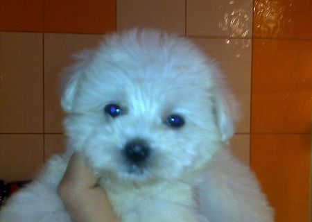 bichon maltez albi 600 ron