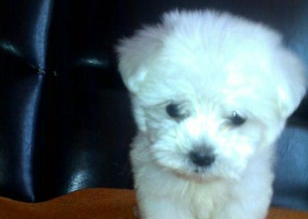 bichon maltez albi 600 ron