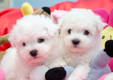 bichon maltez albi 600 ron