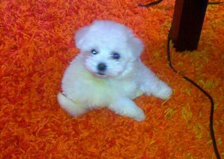 bichon maltez albi 600 ron