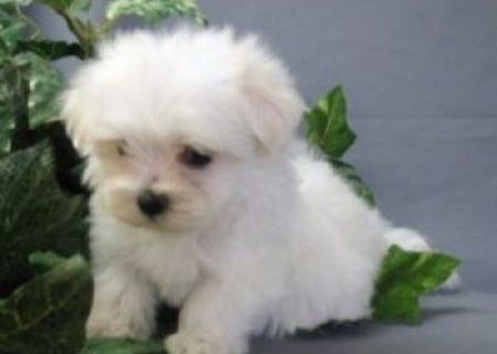 bichon maltez albi 600 ron