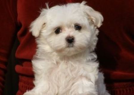 bichon maltez albi 600 ron