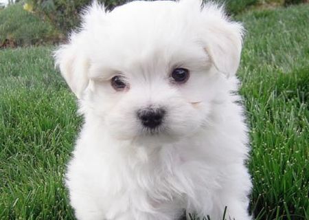 bichon maltez albi 600 ron