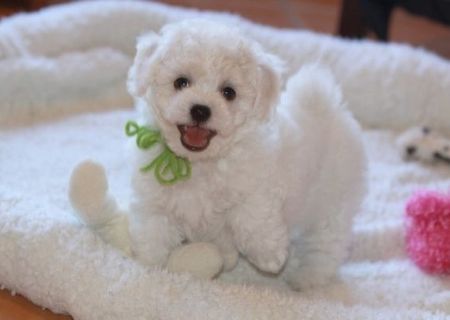 bichon maltez albi 600 ron