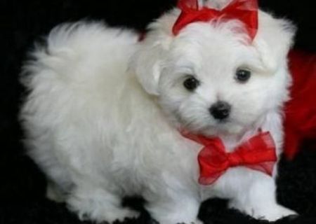 bichon maltez albi minii toy