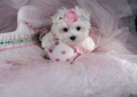 bichon maltez albi minii toy