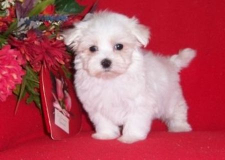 bichon maltez albi minii toy