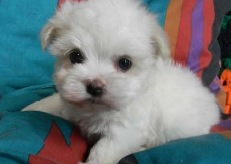 bichon maltez albi minii toy