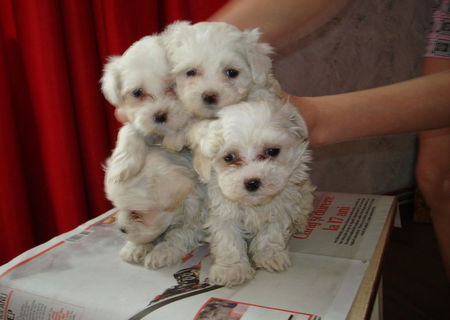 bichon maltez de vanzare