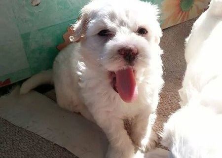 Bichon Maltez,mascul,6 saptamani,deparazitat