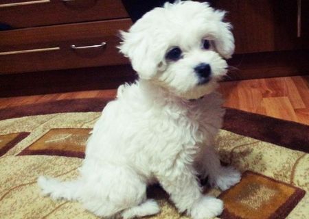 bichon maltez mini