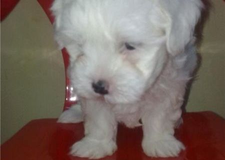 bichon maltez toy