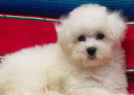 bichon maltezi albi 500 ron