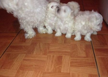 Bishon frise toy