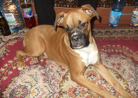 boxer,mascul,6luni