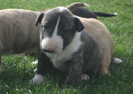 bull terrier