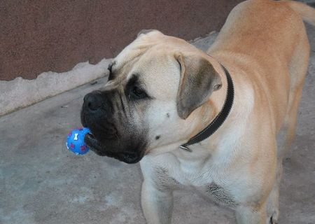 Bullmastiff mascul pentru monta femele