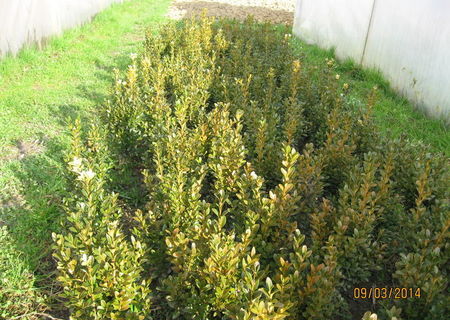 buxus pentru gard viu