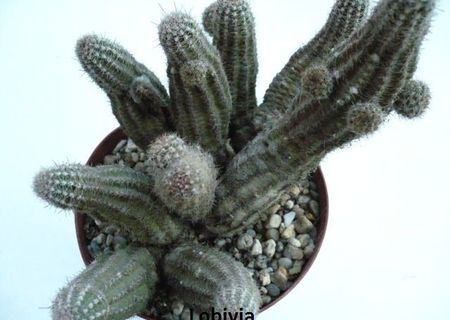 Cactusi de vanzare 3