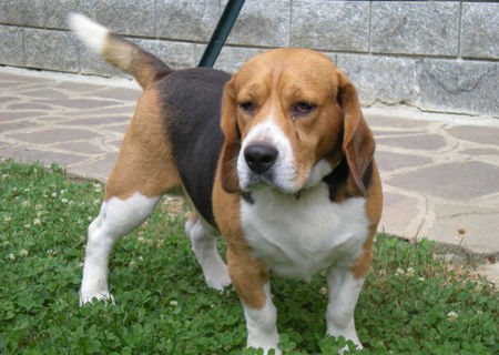 Caine Beagle