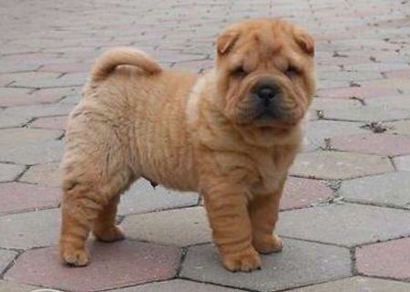 Caine shar-pei