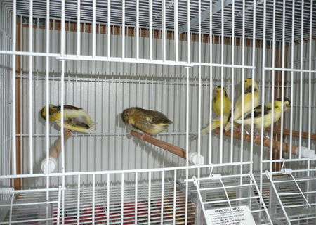 canari de vanzare