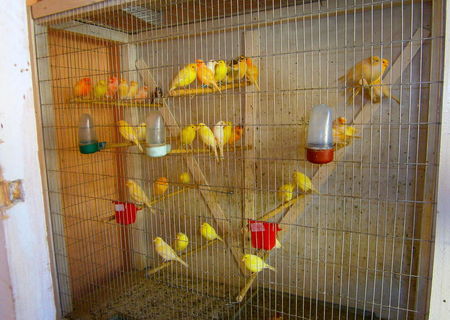 Canari diverse culori