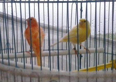 canari tineri