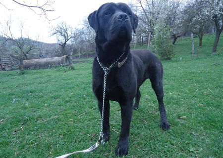 cane corso, 5 comenzi!