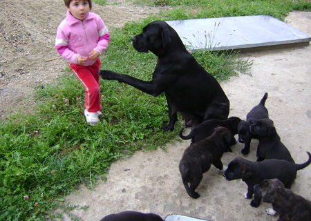 Cane Corso 6 saptamani