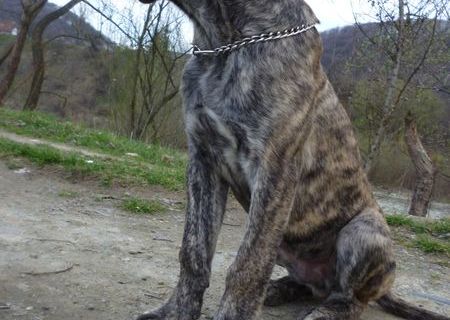 Cane corso deosebit