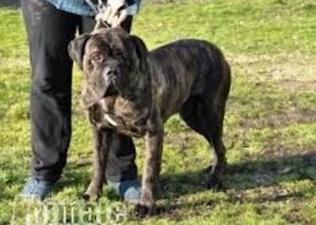 CANE CORSO TALIE MARE