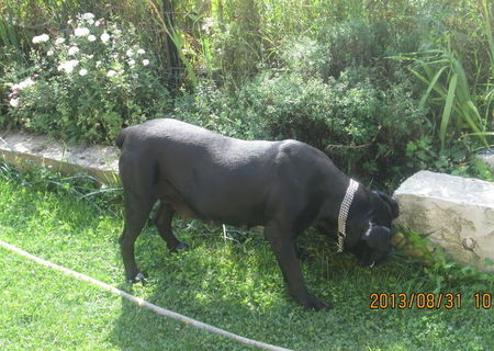 cane corso vanzare