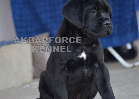 Canisa Akbaforce vinde pui cane corso cu pedigree