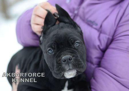 Canisa Akbarforce vinde pui cane corso cu pedigree