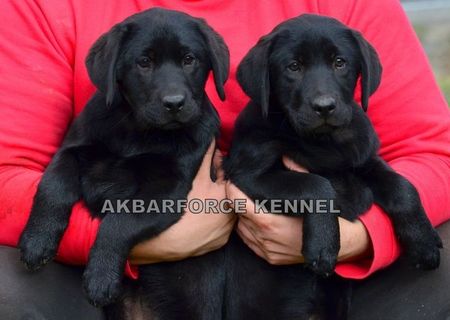 Canisa Akbarforce vinde pui labrador cu pedigree