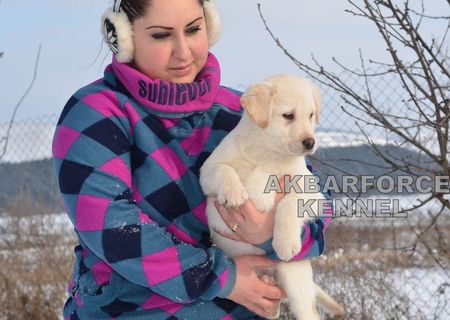 Canisa Akbarforce vinde pui labrador cu pedigree de tip A