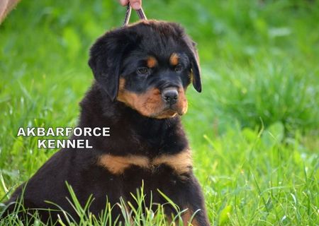 Canisa Akbarforce vinde pui Rottweiler cu pedigree