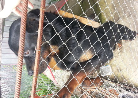 catea rasa rottweiler 2 LUNI